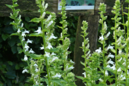 Lobelia siphilitica 'Alba'Virginische lobelia bestellen